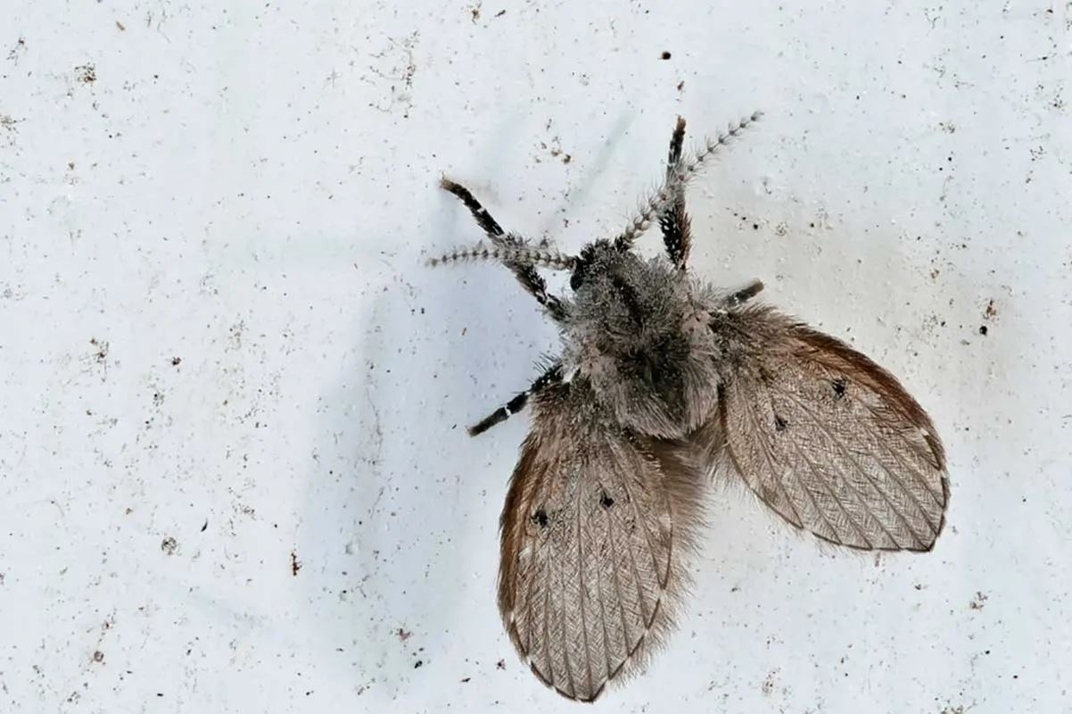¿Has visto a este curioso insecto en tu baño?
